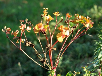 Steppenwolfsmilch (Euphorbia seguieriana) an den Oftersheimer Dünen