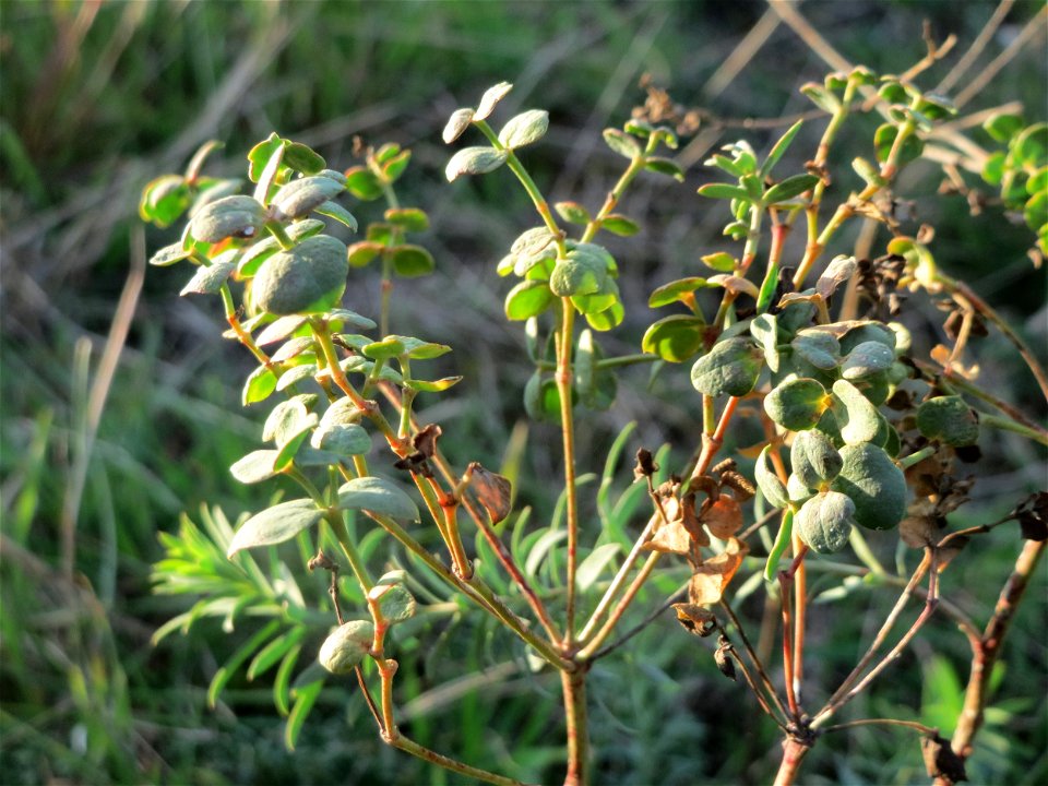 Steppenwolfsmilch (Euphorbia seguieriana) an den Oftersheimer Dünen
