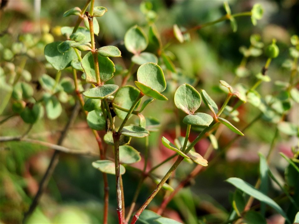 Steppenwolfsmilch (Euphorbia seguieriana) an den Oftersheimer Dünen