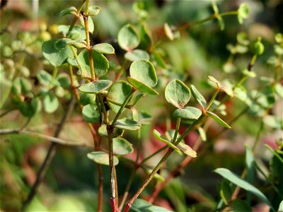 Steppenwolfsmilch (Euphorbia seguieriana) an den Oftersheimer Dünen