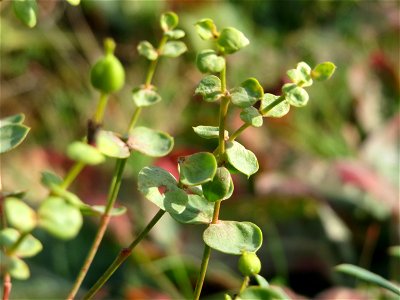 Steppenwolfsmilch (Euphorbia seguieriana) an den Oftersheimer Dünen