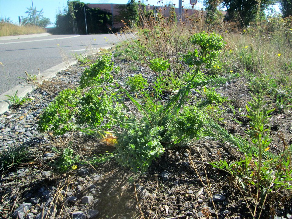 Steppen-Wolfsmilch (Euphorbia seguieriana) in Hockenheim - gesetzt in einer Maßnahme des Nabu Hockenheim zur Erhaltung der Artenvielfalt durch Wildblumen an Straßen- und Wegrändern