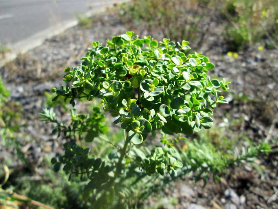 Steppen-Wolfsmilch (Euphorbia seguieriana) in Hockenheim - gesetzt in einer Maßnahme des Nabu Hockenheim zur Erhaltung der Artenvielfalt durch Wildblumen an Straßen- und Wegrändern