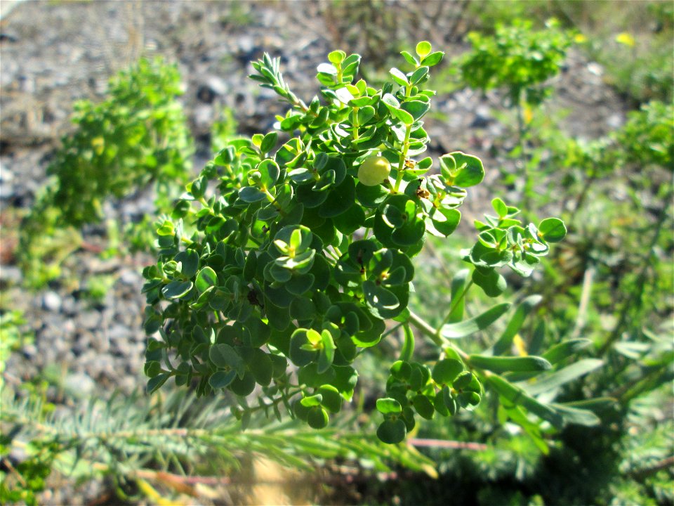 Steppen-Wolfsmilch (Euphorbia seguieriana) in Hockenheim - gesetzt in einer Maßnahme des Nabu Hockenheim zur Erhaltung der Artenvielfalt durch Wildblumen an Straßen- und Wegrändern