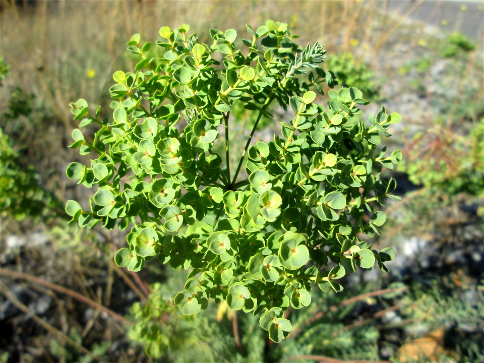 Steppen-Wolfsmilch (Euphorbia seguieriana) in Hockenheim - gesetzt in einer Maßnahme des Nabu Hockenheim zur Erhaltung der Artenvielfalt durch Wildblumen an Straßen- und Wegrändern