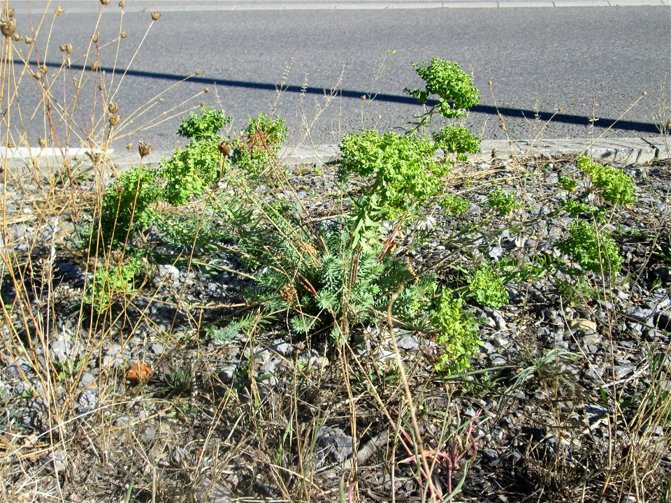 Steppen-Wolfsmilch (Euphorbia seguieriana) in Hockenheim - gesetzt in einer Maßnahme des Nabu Hockenheim zur Erhaltung der Artenvielfalt durch Wildblumen an Straßen- und Wegrändern