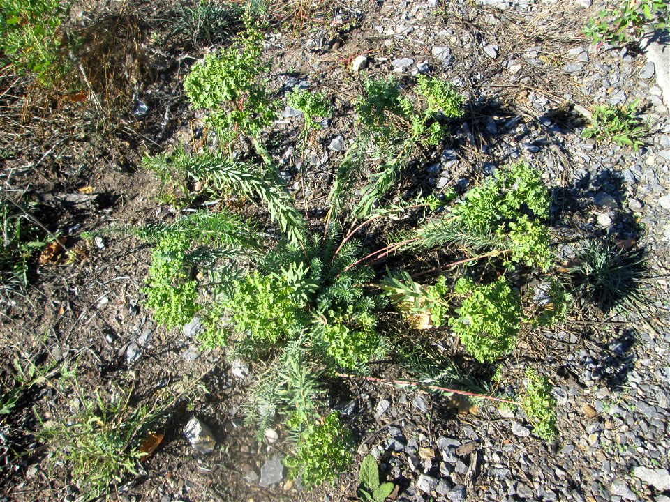 Steppen-Wolfsmilch (Euphorbia seguieriana) in Hockenheim - gesetzt in einer Maßnahme des Nabu Hockenheim zur Erhaltung der Artenvielfalt durch Wildblumen an Straßen- und Wegrändern