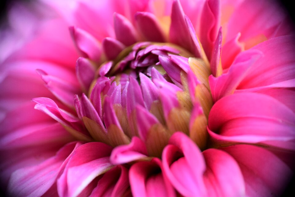 Composites dahlia garden plant