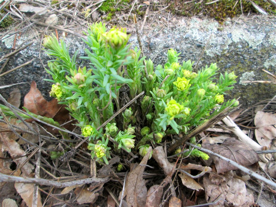 Steppen-Wolfsmilch (Euphorbia seguieriana) am „Wingertsbuckel“ bei Oftersheim, einer kleinen Binnendüne ausserhalb vom Natur- und Landschaftsschutzgebiet „Oftersheimer Dünen“