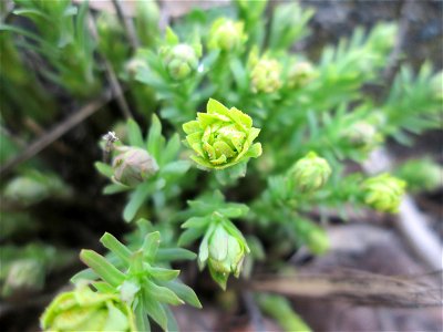 Steppenwolfsmilch (Euphorbia seguieriana) am „Wingertsbuckel“ bei Oftersheim, einer kleinen Binnendüne ausserhalb vom Natur- und Landschaftsschutzgebiet „Oftersheimer Dünen“