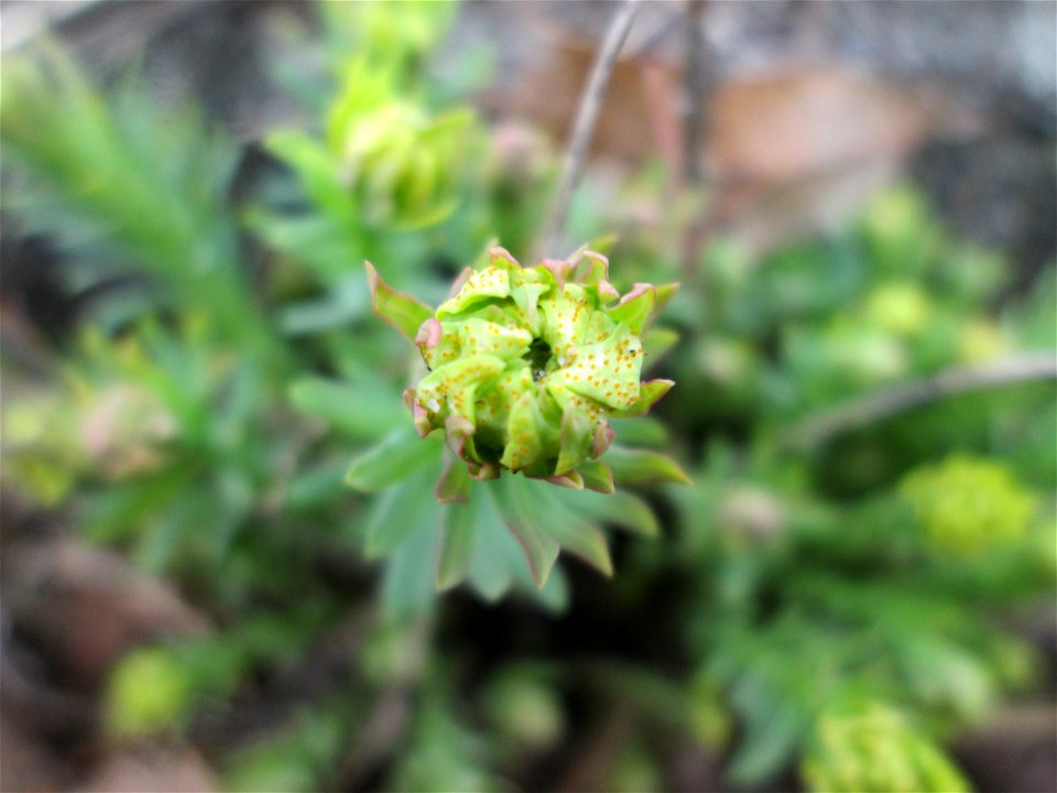 Steppenwolfsmilch (Euphorbia seguieriana) am „Wingertsbuckel“ bei Oftersheim, einer kleinen Binnendüne ausserhalb vom Natur- und Landschaftsschutzgebiet „Oftersheimer Dünen“
