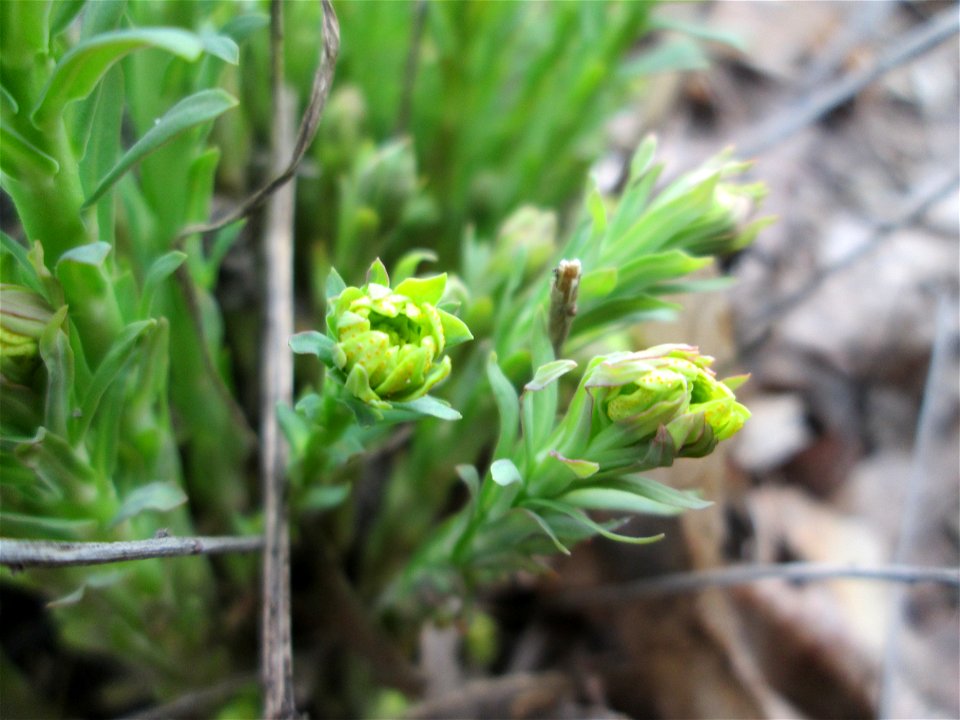 Steppenwolfsmilch (Euphorbia seguieriana) am „Wingertsbuckel“ bei Oftersheim, einer kleinen Binnendüne ausserhalb vom Natur- und Landschaftsschutzgebiet „Oftersheimer Dünen“