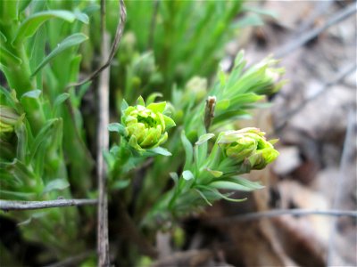 Steppenwolfsmilch (Euphorbia seguieriana) am „Wingertsbuckel“ bei Oftersheim, einer kleinen Binnendüne ausserhalb vom Natur- und Landschaftsschutzgebiet „Oftersheimer Dünen“