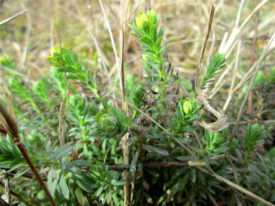 Steppen-Wolfsmilch (Euphorbia seguieriana) an der Düne der ehem. Ostkurve in der Schwetzinger Hardt