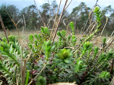 Steppen-Wolfsmilch (Euphorbia seguieriana) an der Düne der ehem. Ostkurve in der Schwetzinger Hardt