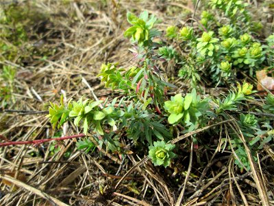 Steppen-Wolfsmilch (Euphorbia seguieriana) an der Düne der ehem. Ostkurve in der Schwetzinger Hardt