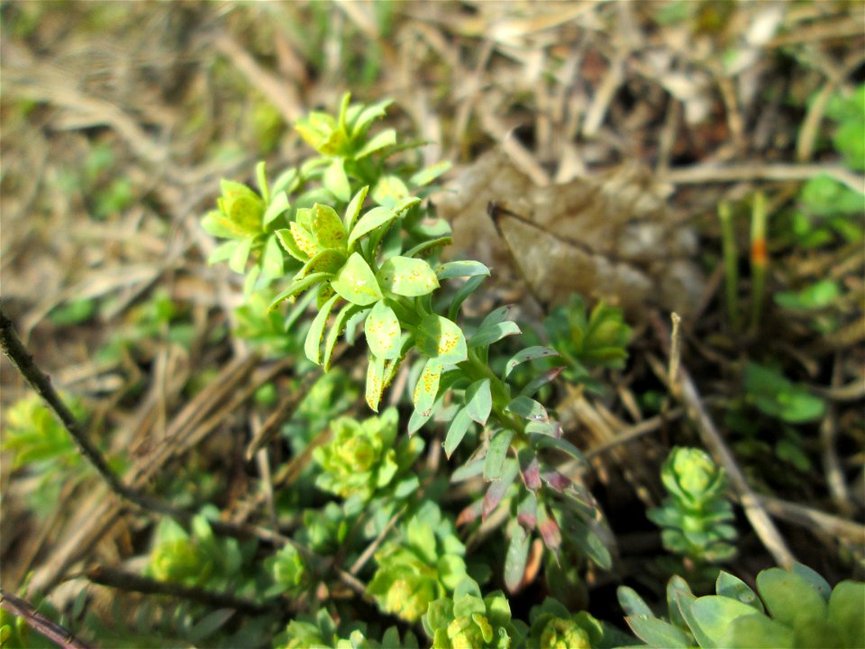 Steppen-Wolfsmilch (Euphorbia seguieriana) an der Düne der ehem. Ostkurve in der Schwetzinger Hardt
