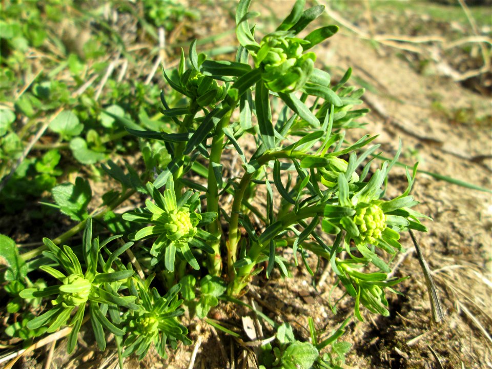 Steppenwolfsmilch (Euphorbia seguieriana) am Dreieichenbuckel im Naturschutzgebiet „Oftersheimer Dünen“