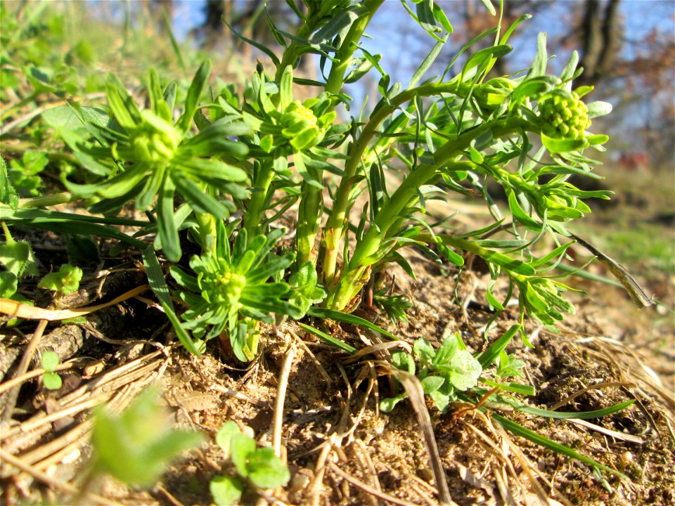 Steppenwolfsmilch (Euphorbia seguieriana) am Dreieichenbuckel im Naturschutzgebiet „Oftersheimer Dünen“