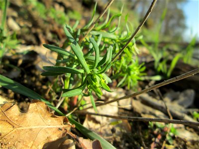 Steppenwolfsmilch (Euphorbia seguieriana) am Dreieichenbuckel im Naturschutzgebiet „Oftersheimer Dünen“