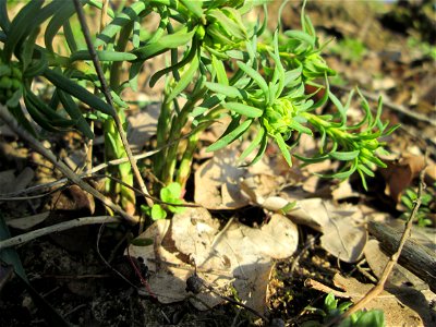 Steppenwolfsmilch (Euphorbia seguieriana) am Dreieichenbuckel im Naturschutzgebiet „Oftersheimer Dünen“