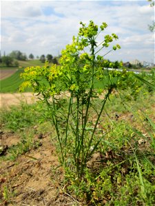 Steppenwolfsmilch (Euphorbia seguieriana) am Dreieichenbuckel im Naturschutzgebiet „Oftersheimer Dünen“