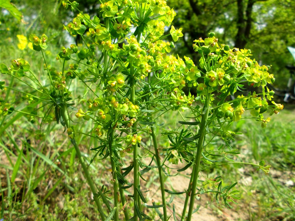 Steppenwolfsmilch (Euphorbia seguieriana) am Dreieichenbuckel im Naturschutzgebiet „Oftersheimer Dünen“
