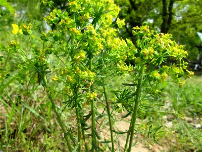 Steppenwolfsmilch (Euphorbia seguieriana) am Dreieichenbuckel im Naturschutzgebiet „Oftersheimer Dünen“