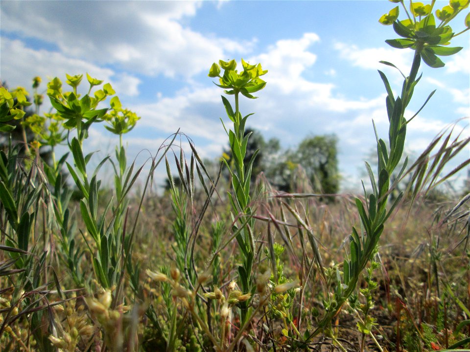 Steppen-Wolfsmilch (Euphorbia seguieriana) an der Friedenshöhe im Naturschutzgebiet „Oftersheimer Dünen“