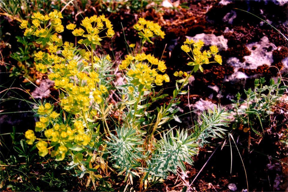 Euphorbia seguieriana

 Euphorbe de Séguier sur la pelouse calcicole de Rosselange (Moselle/France)