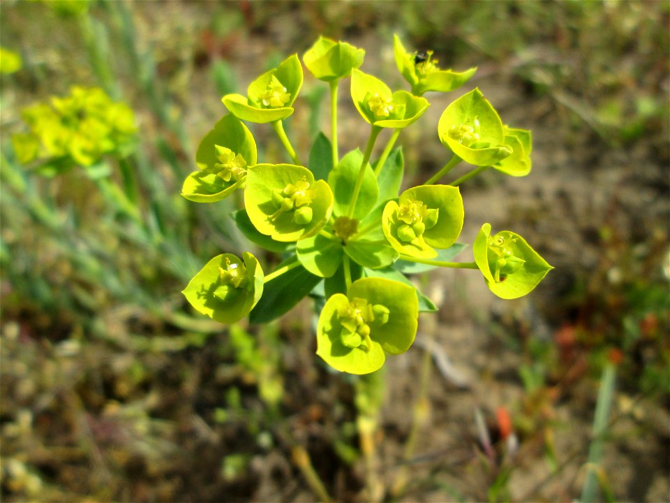 Steppen-Wolfsmilch (Euphorbia seguieriana) an der Friedenshöhe im Naturschutzgebiet „Oftersheimer Dünen“