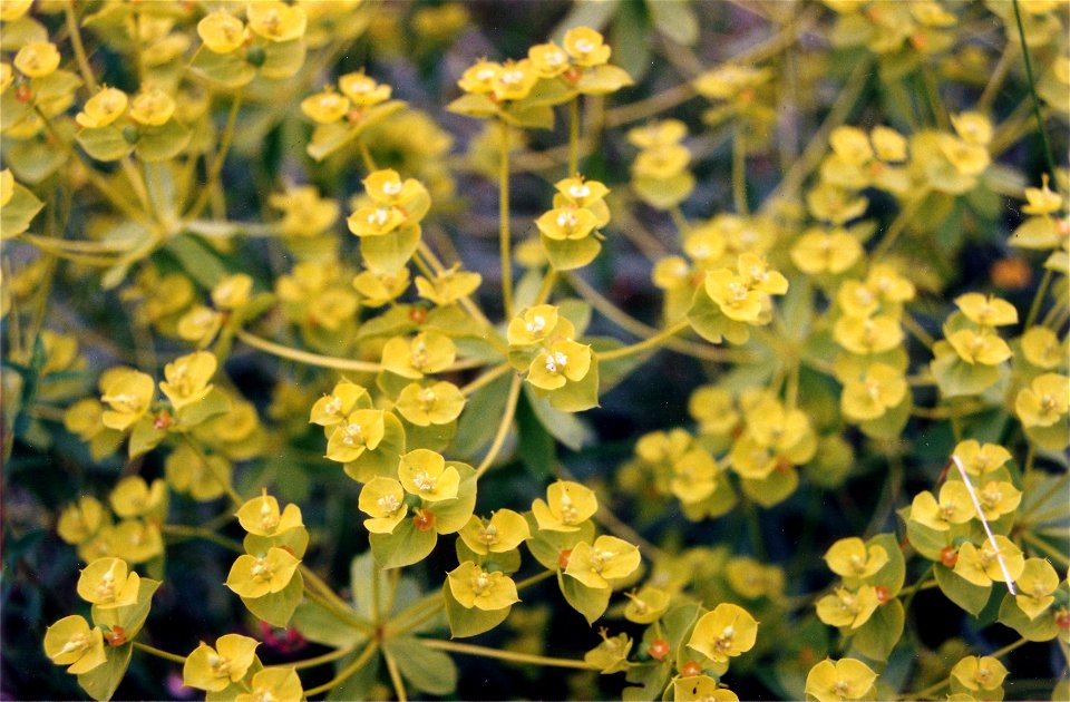 Euphorbia seguieriana

 Euphorbe de Séguier sur la pelouse calcicole de Rosselange (Moselle/France)