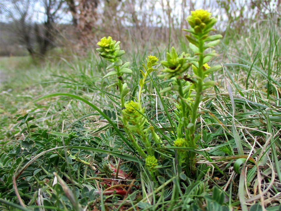 Steppen-Wolfsmilch (Euphorbia seguieriana) im Naturschutzgebiet „Birzberg, Honigsack/Kappelberghang“
