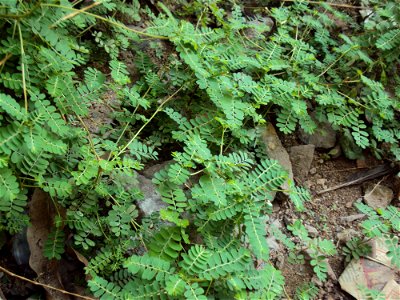 phyllanthus niruri