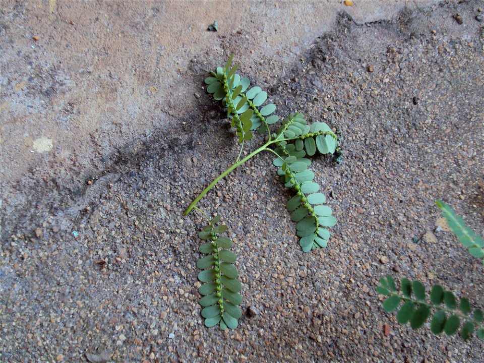 underside seeds of Phyllanthus niruri