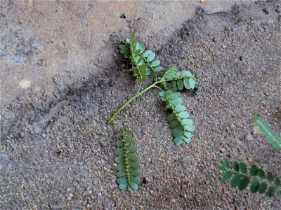 underside seeds of Phyllanthus niruri