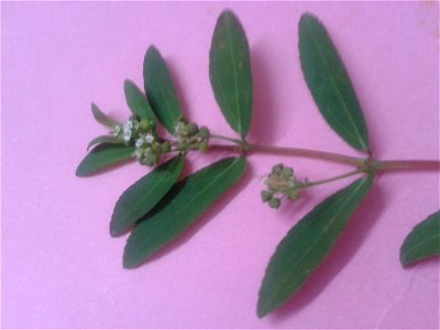 சின்ன அம்மான் பச்சரிசி Botanical name - Euphorbia hypericifolia Common name - Upright spurge Used to treat bowel disorders ;Plant is known as Antipyretic and Astringent ; This cures Tooth photo