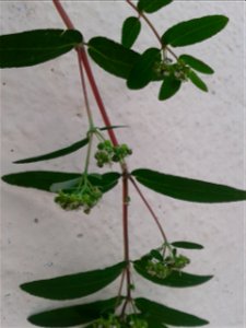 சின்ன அம்மான் பச்சரிசி 
Botanical name - Euphorbia hypericifolia 
Common name -   Upright spurge 
Used  to treat bowel disorders ;Plant  is known as Antipyretic and Astringent ; This cures  Tooth