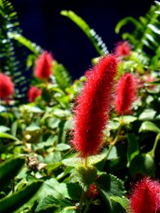I am the originator of this photo. I hold the copyright. I release it to the public domain. This photo depicts a flower.