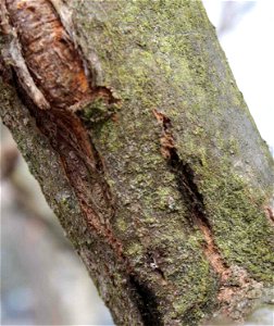 Cytosporové odumírání je houbová choroba dřevin způsobená houbou Valsaria insitiva , Brno-Komín photo