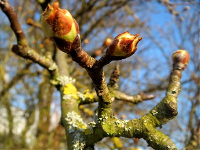 Apfel (Malus domestica) in Hockenheim