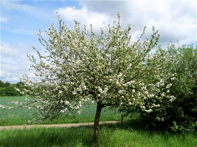 Apfelblüte (Malus domestica) im Landschaftsschutzgebiet Hockenheimer Rheinbogen