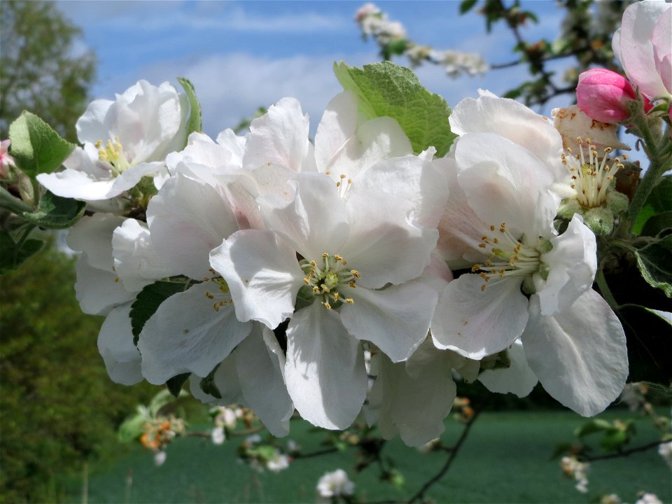 Apfelblüte (Malus domestica) im Landschaftsschutzgebiet Hockenheimer Rheinbogen