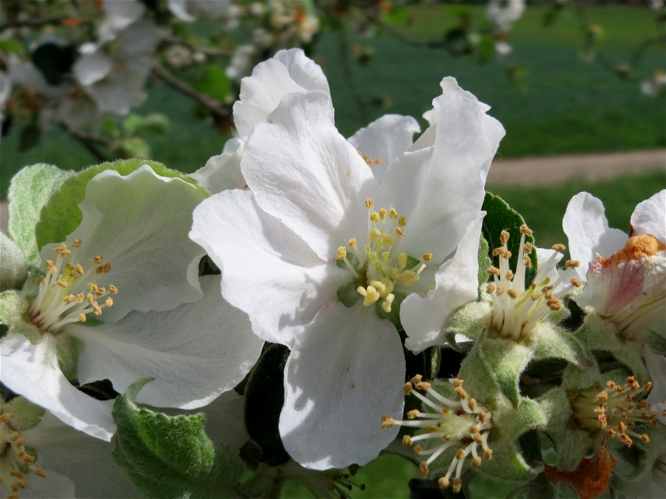 Apfelblüte (Malus domestica) im Landschaftsschutzgebiet Hockenheimer Rheinbogen