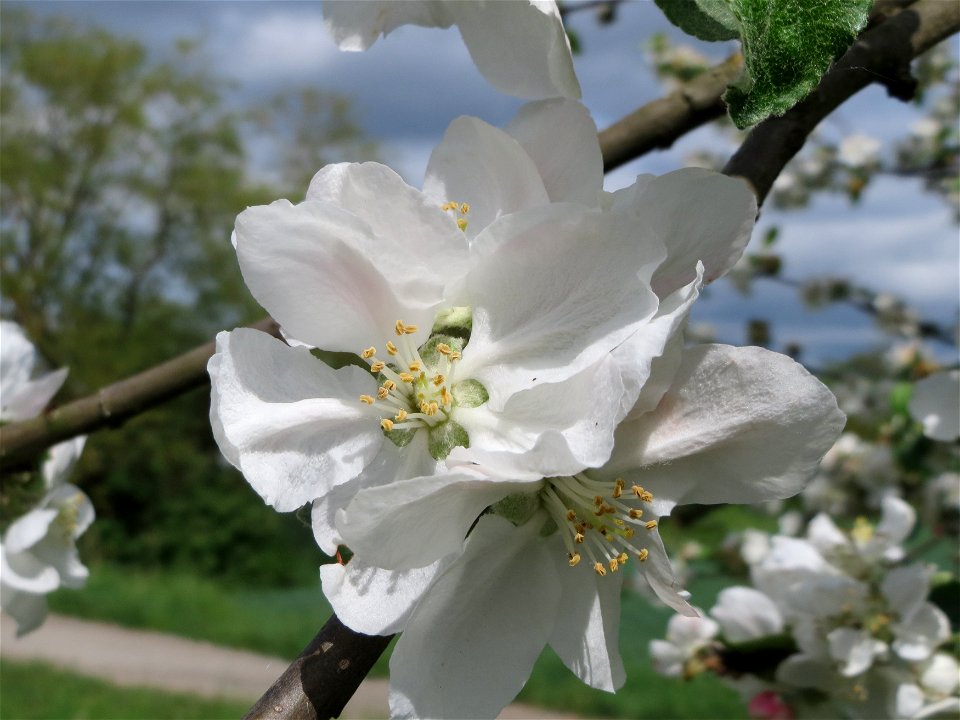 Apfelblüte (Malus domestica) im Landschaftsschutzgebiet Hockenheimer Rheinbogen