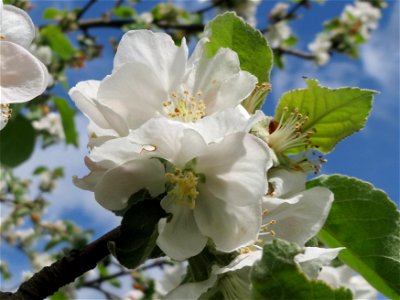 Apfelblüte (Malus domestica) im Landschaftsschutzgebiet Hockenheimer Rheinbogen photo