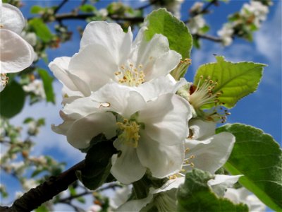 Apfelblüte (Malus domestica) im Landschaftsschutzgebiet Hockenheimer Rheinbogen