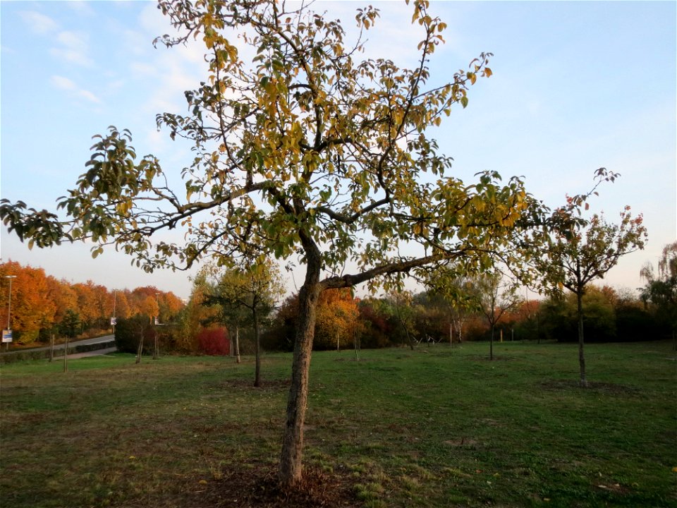 Apfelbaum (Malus domestica) in Hockenheim