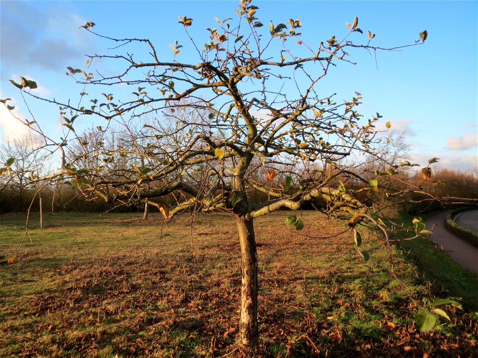Apfelbaum (Malus domestica) in Hockenheim