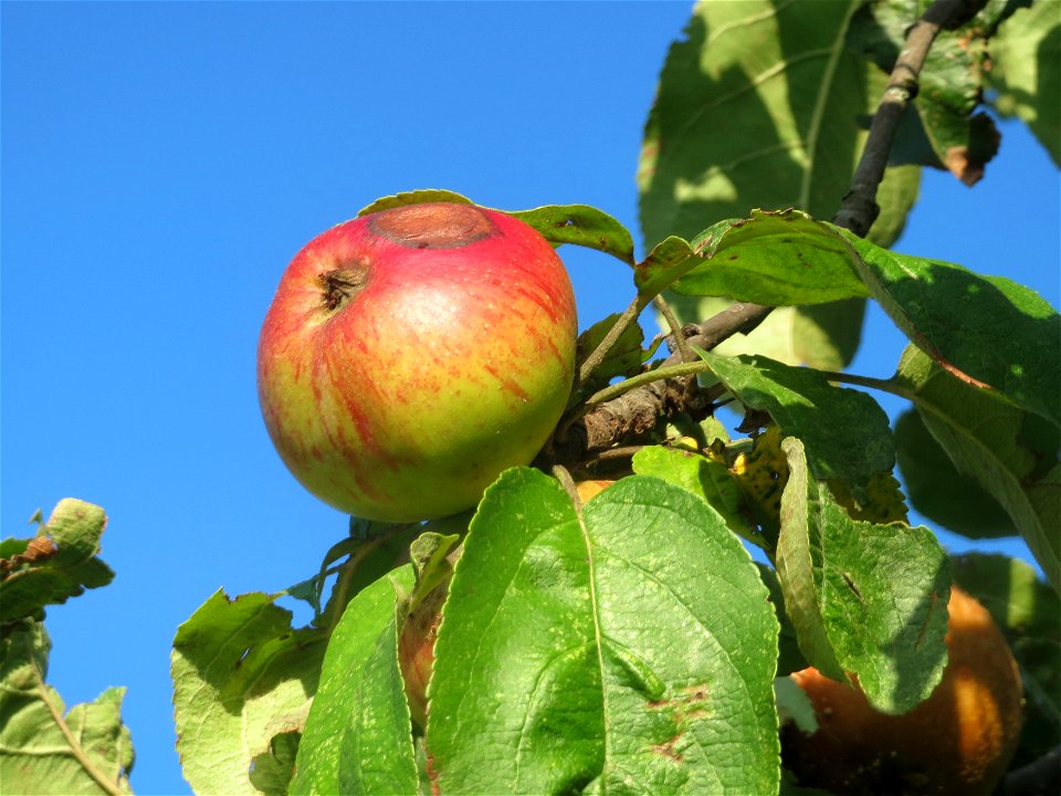 Apfelbaum (Malus domestica) bei Hockenheim